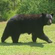 A mother bear takes a final look around before departing the Hermitary grounds. -- Meng-hu