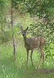 At the moment of being photographed, the deer looked up. -- Meng-hu