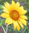 sunflower from the Hermitary garden